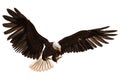 Bald eagle flying isolated on white 3d illustration Royalty Free Stock Photo