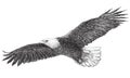 Bald eagle flying monochrome vector.
