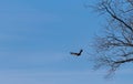 Bald eagle flying near tree Royalty Free Stock Photo