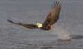 Bald eagle flying near water catching fish with water splash in Royalty Free Stock Photo