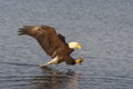 Bald eagle flying near water preparing to catch fish in Alaska Royalty Free Stock Photo