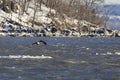 Bald Eagle Flying off Iceberg on the Hudson River