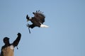 Bald eagle Royalty Free Stock Photo