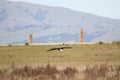 Bald eagle Royalty Free Stock Photo