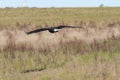 Bald eagle Royalty Free Stock Photo