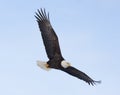 Bald eagle flying over the bay in Homer, Alaska