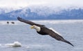 Bald eagle flying with over the bay with ice in water at Homer
