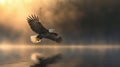 Bald eagle flying over calm water during golden hour sunrise, nature and wildlife concept