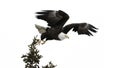 Bald eagle flying over a green tree isolated on the white background Royalty Free Stock Photo