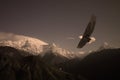 Bald Eagle flying over a Mountain Valley Royalty Free Stock Photo