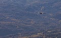 Bald eagle flying over the mountains Royalty Free Stock Photo