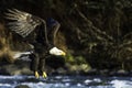 Bald Eagle flying over a river in Haines Alaska. 