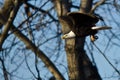 Bald Eagle Flying Past the Winter Trees Royalty Free Stock Photo