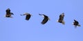 Bald eagle flying photomontage with blue sky background