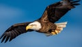 Bald eagle flying with spread wings, majestic hunter in motion generated by AI Royalty Free Stock Photo