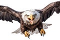 Bald eagle flying swoop attack hand draw. isolated on transparent background. Royalty Free Stock Photo