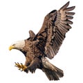 Bald eagle flying swoop attack hand draw and paint color on white background Royalty Free Stock Photo