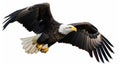 Bald eagle flying swoop hand draw and paint color on white background. Generative Ai Royalty Free Stock Photo