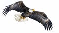 Bald eagle flying swoop hand draw and paint color on white background. Generative Ai Royalty Free Stock Photo