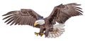 Bald eagle flying swoop hand draw and paint color on white background Royalty Free Stock Photo