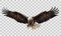 Bald eagle flying swoop hand draw and paint color on white background vector