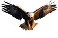 Bald eagle flying swoop on transparent background, Generative AI Royalty Free Stock Photo