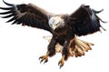 Bald eagle flying swoop on transparent background, Generative AI Royalty Free Stock Photo