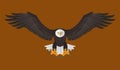 Bald Eagle flying, Vector illustration Royalty Free Stock Photo