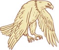 Bald Eagle Flying Wings Down Drawing Royalty Free Stock Photo