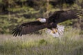 Bald Eagle in free flight Royalty Free Stock Photo