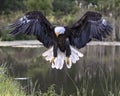 Bald Eagle in free flight getting ready to land Royalty Free Stock Photo