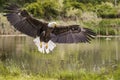 Bald Eagle in free flight over pond Royalty Free Stock Photo