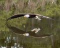 Bald Eagle in free flight Royalty Free Stock Photo