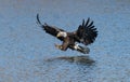 American Bald Eagle full flaps seconds before catching a fish