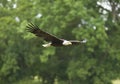Bald Eagle Royalty Free Stock Photo