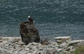 Bald Eagle at Gastineau Channel in Alaska