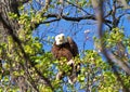 Bald Eagle giving the stare down Royalty Free Stock Photo