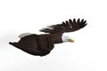 Bald Eagle gliding. 3d illustration isolated on white background