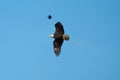 Bald eagle gliding but harassed by a red winged blackbird