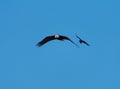 Bald eagle gliding but harassed by a red winged blackbird Royalty Free Stock Photo