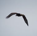 Bald eagle gliding and hunting in the sky