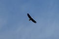 Bald eagle gliding and hunting in the sky