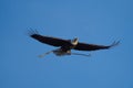 Bald eagle gliding in the sky