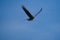 Bald eagle gliding in the sky