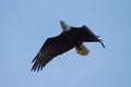 Bald eagle gliding in the sky