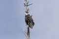 Bald Eagle on a Gnarled Pine