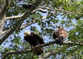 Bald and Golden Eagles, Alert Bay, BC