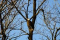 Bald Eagle guarding nest in neighboring tree.