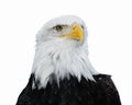 Bald Eagle (Haliaeetus leucocephalus) Royalty Free Stock Photo