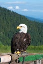 Bald Eagle (Haliaeetus leucocephalus). Royalty Free Stock Photo